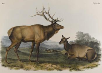John James Audubon : American elk